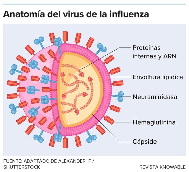 g-influenza-virus-anatomy-kee