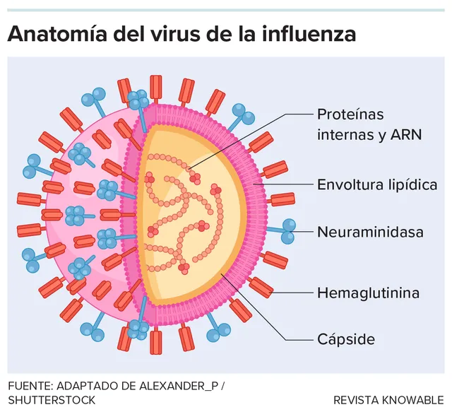 g-influenza-virus-anatomy-kee