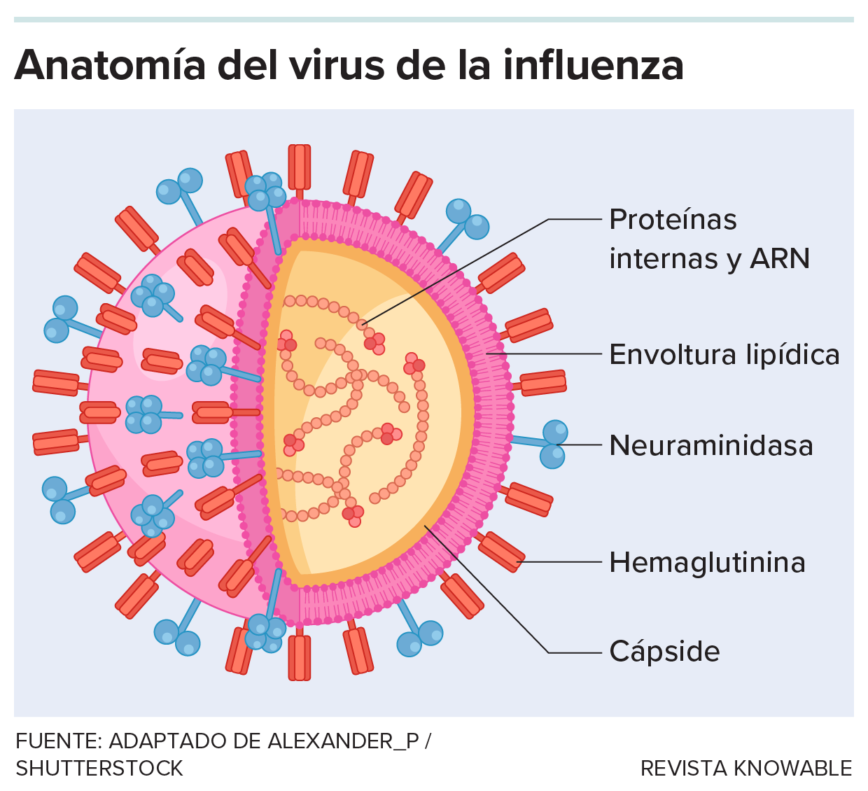g-influenza-virus-anatomy-kee