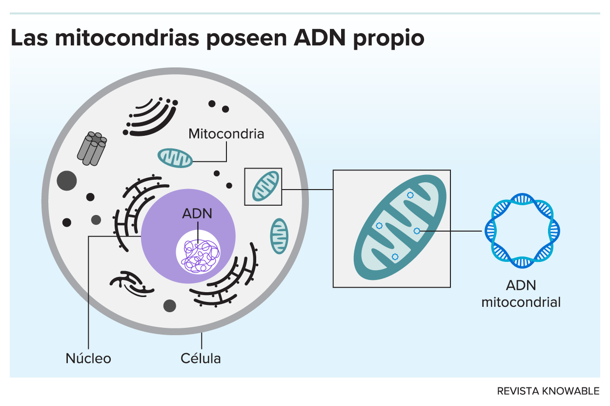 g-mitochondrial-dna-kee-alt