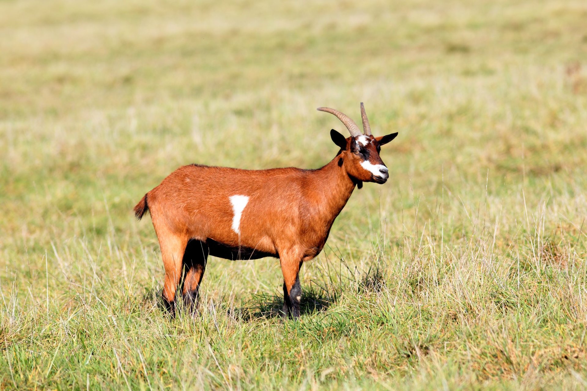 goat-field-morning-light 2