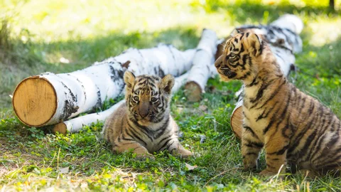 little-tigers-wild-grass