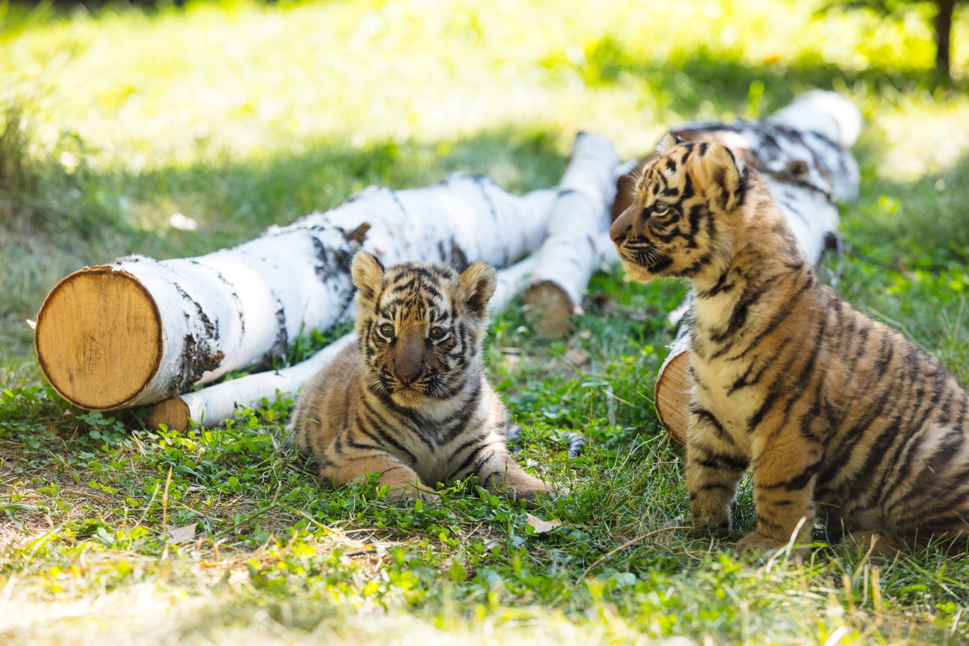 little-tigers-wild-grass