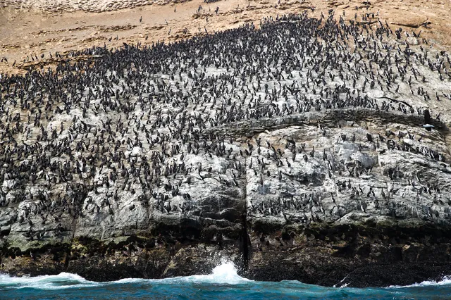 minam_animales_petroleo_2
