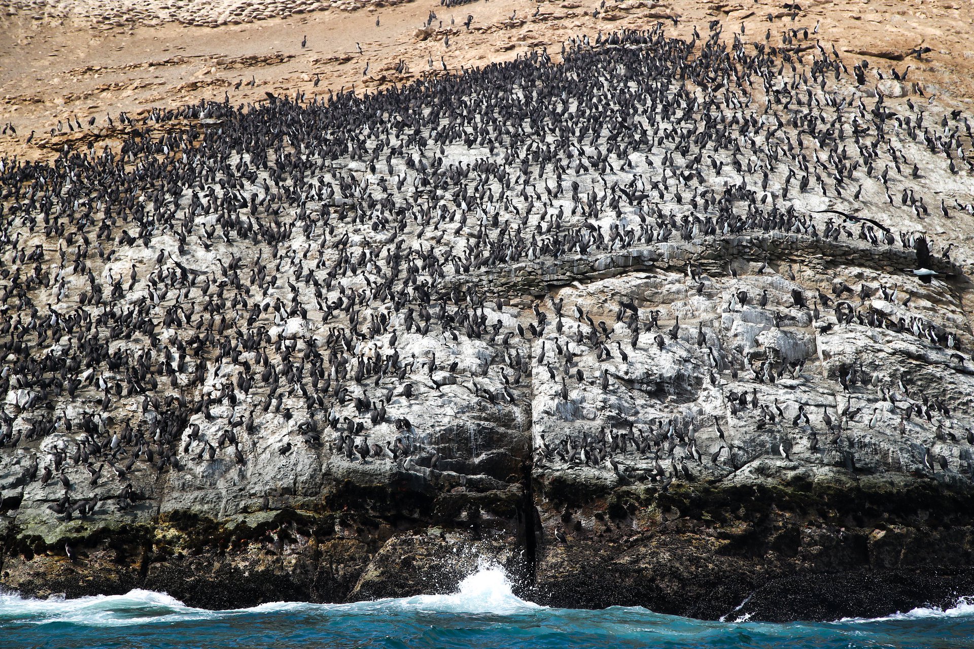 minam_animales_petroleo_2