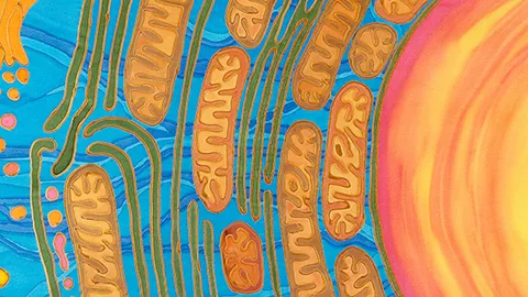 mitochondria brain
