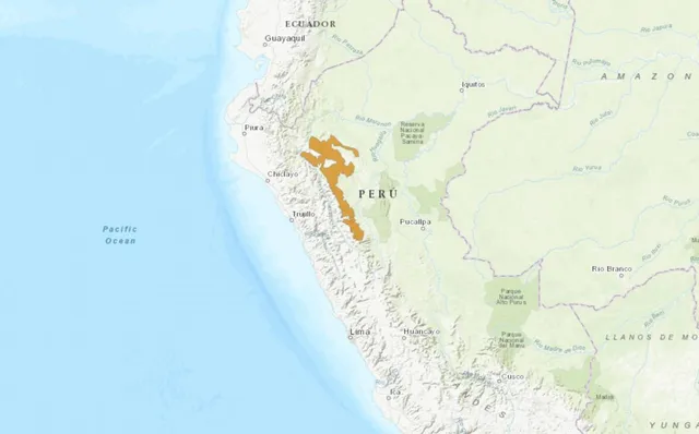 El mono choro de cola amarilla habita únicamente en el nordeste de Perú. El número exacto de individuos se desconoce.