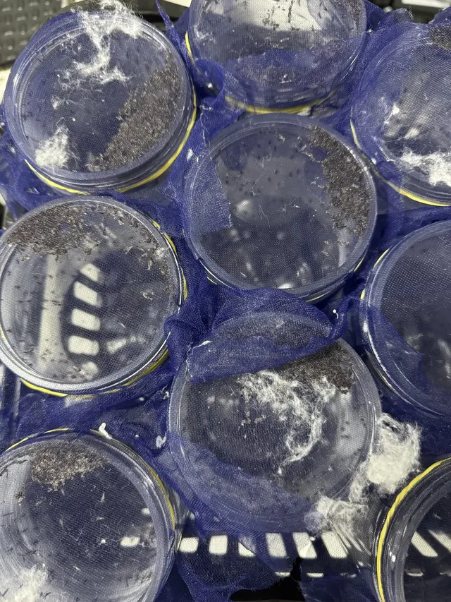 mosquitosamples
