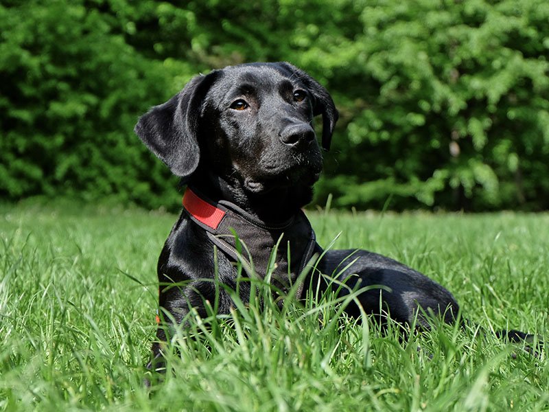 p-black-lab-in-grass-kee