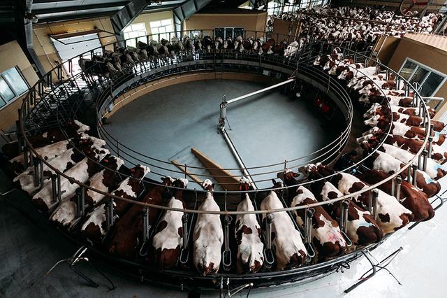 p-mechanical-milking-cows-kee