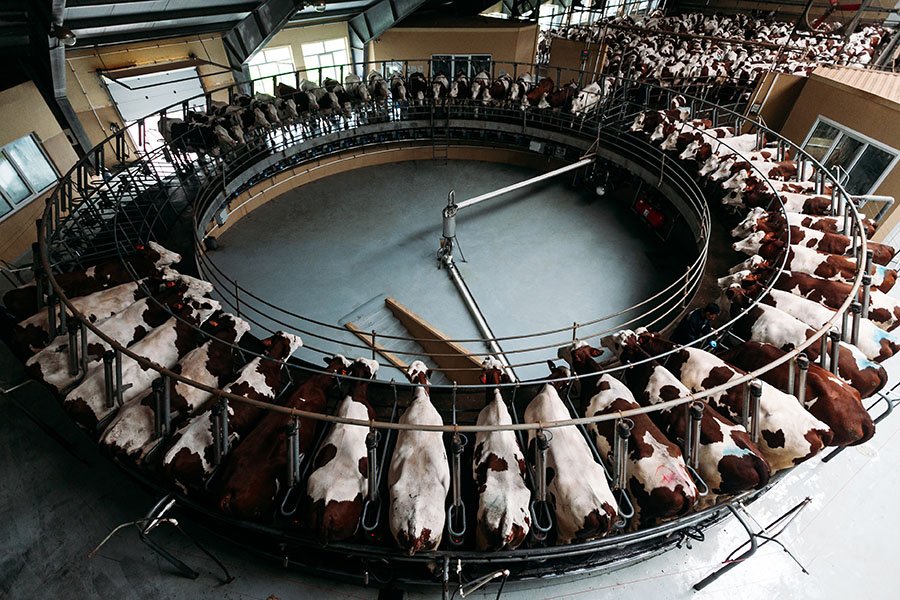 p-mechanical-milking-cows-kee