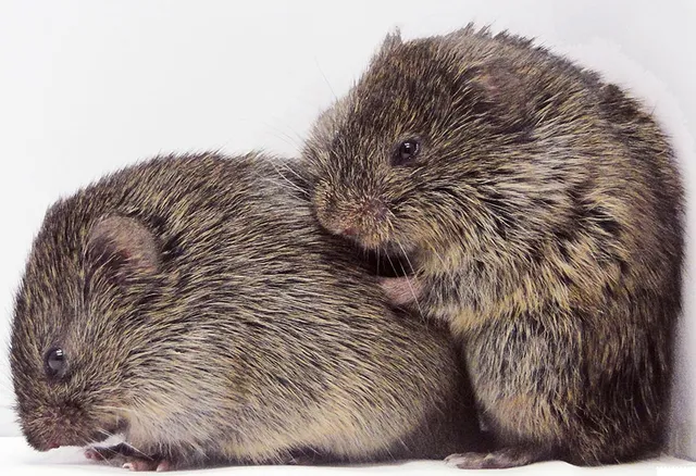 p-prairie-voles-consoling-kee