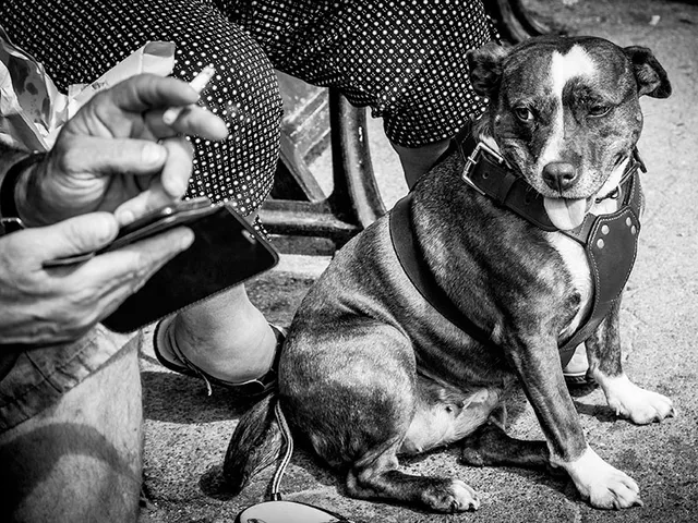 p-smoking-near-dog-kee