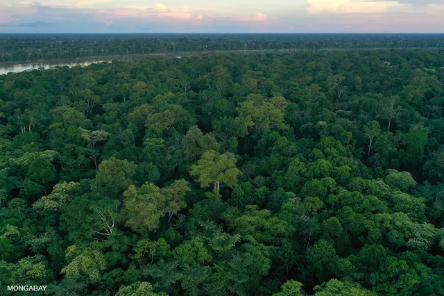 Para conseguir un equilibrio entre la salud humana, la salud animal y la salud de los ecosistemas es necesario conservar la biodiversidad del planeta. Imagen área de la Amazonía.