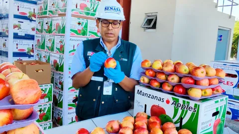 Personal de SENASA inspecciona manzanas.