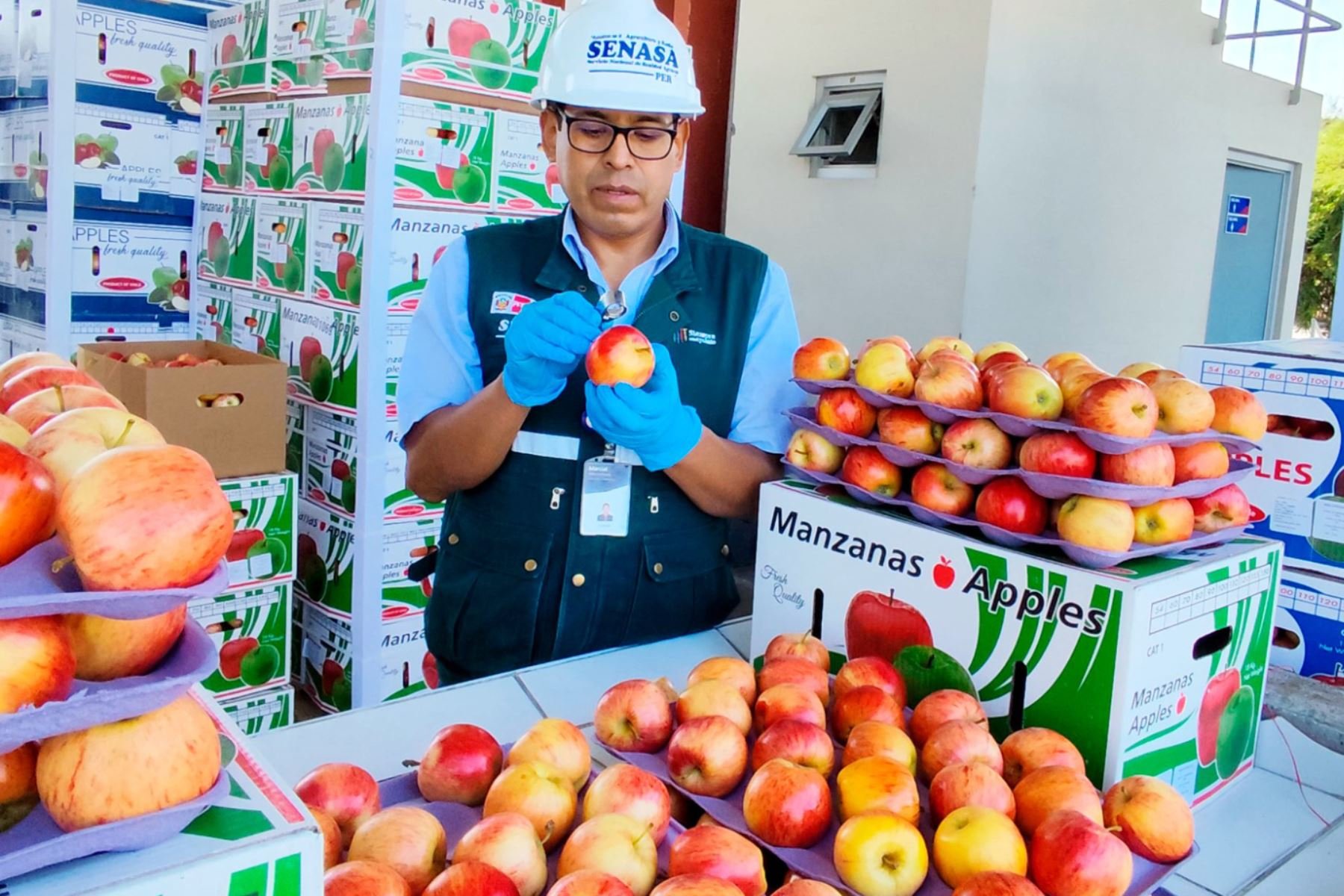 Personal de SENASA inspecciona manzanas.