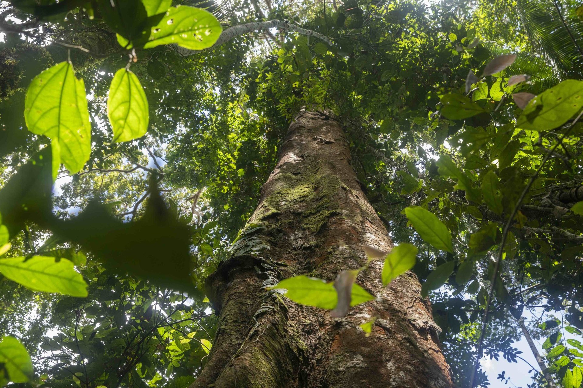Shihuahuaco - Tambopata