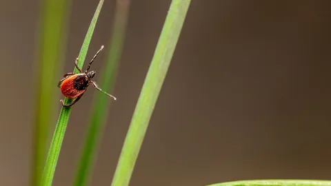 Garrapata