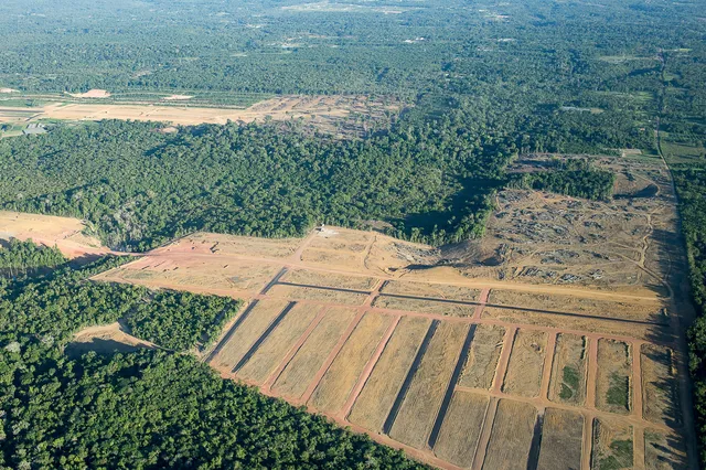 Un desafío para el nuevo gobierno será cambiar la mentalidad que aduce que la destrucción de la selva está justificada porque de esta forma se logra desarrollo económico.