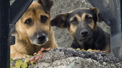shutterstock_347666390_dogs.jpg