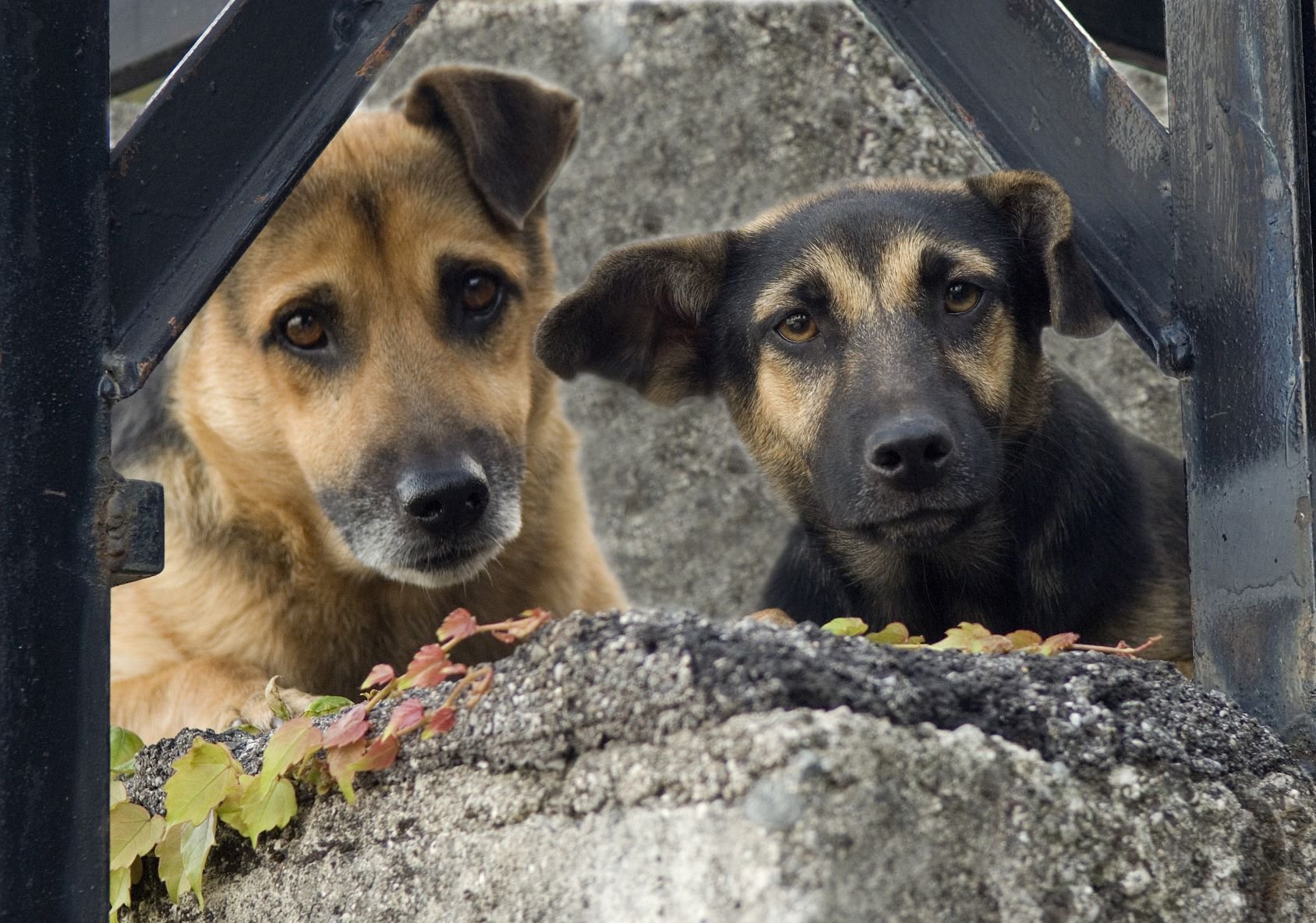 shutterstock_347666390_dogs.jpg