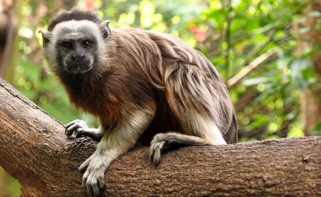 El tití gris es una especie endémica de Colombia.