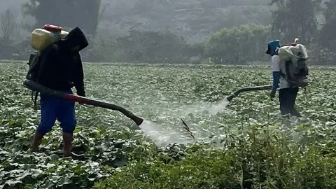 uso de pesticidas en el campo