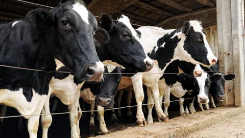 vacas