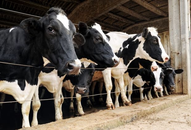 vacas