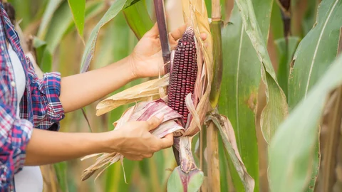 young-female-farmer-working-in-the-field-and-checking-plants