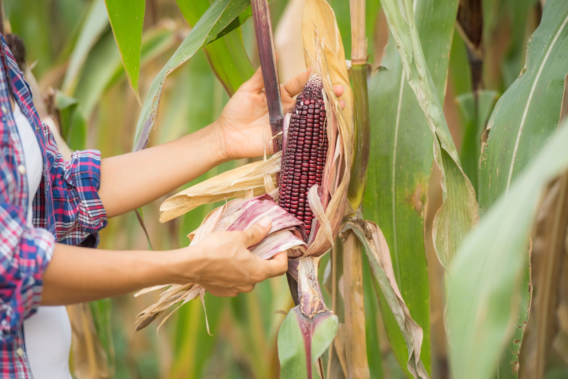 young-female-farmer-working-in-the-field-and-checking-plants