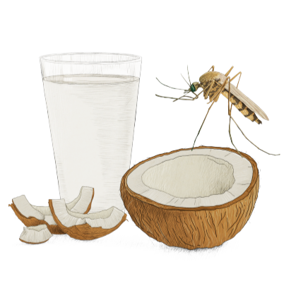 Ilustración de un vaso, un coco abierto y un mosquito.